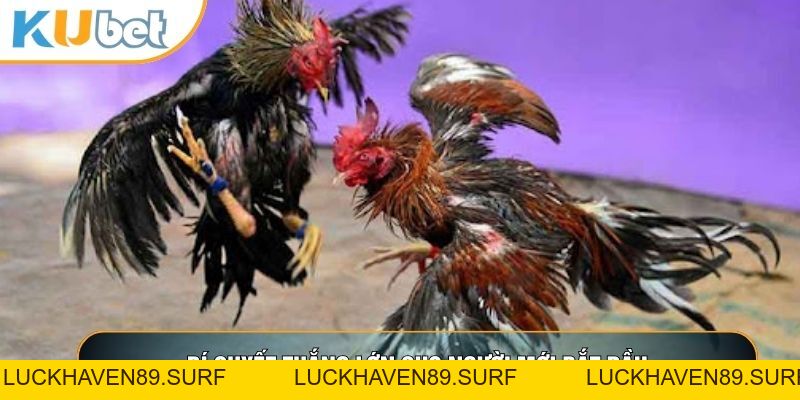 Đá Gà KUBET88 - Nơi Hội Tụ Những Trận Gà Đỉnh Cao Thế Giới - LUCKHAVEN89