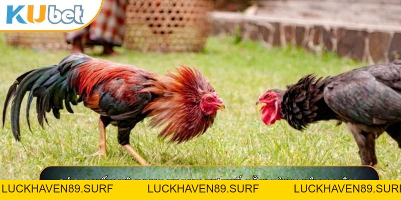 Đá Gà Cựa Dao - Đấu Trường Cạnh Tranh Nghẹt Thở 2026 - LUCKHAVEN89