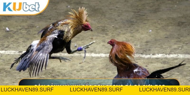 Đá Gà Cựa Dao - Đấu Trường Cạnh Tranh Nghẹt Thở 2026 - LUCKHAVEN89