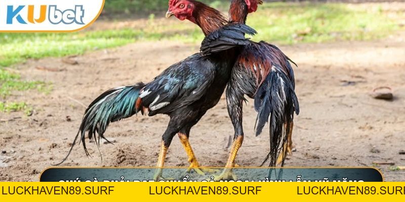 Đá Gà C1 - Đấu Trường Đẳng Cấp Thượng Lưu Tại KUBET88 - LUCKHAVEN89