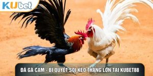 Đá Gà KUBET88 - Nơi Hội Tụ Những Trận Gà Đỉnh Cao Thế Giới - LUCKHAVEN89