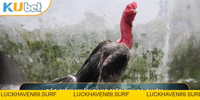 Đá Gà Cam - Bí Quyết Soi Kèo Thắng Lớn Tại KUBET88 - LUCKHAVEN89