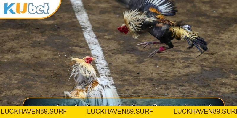 Đá Gà Cam - Bí Quyết Soi Kèo Thắng Lớn Tại KUBET88 - LUCKHAVEN89