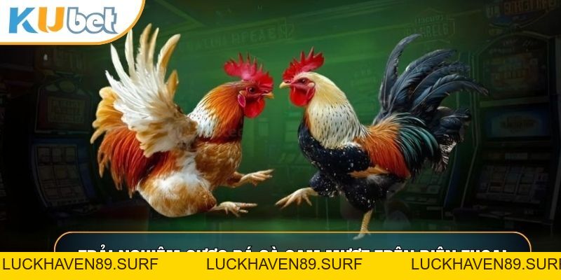 Đá Gà Cam - Bí Quyết Soi Kèo Thắng Lớn Tại KUBET88 - LUCKHAVEN89